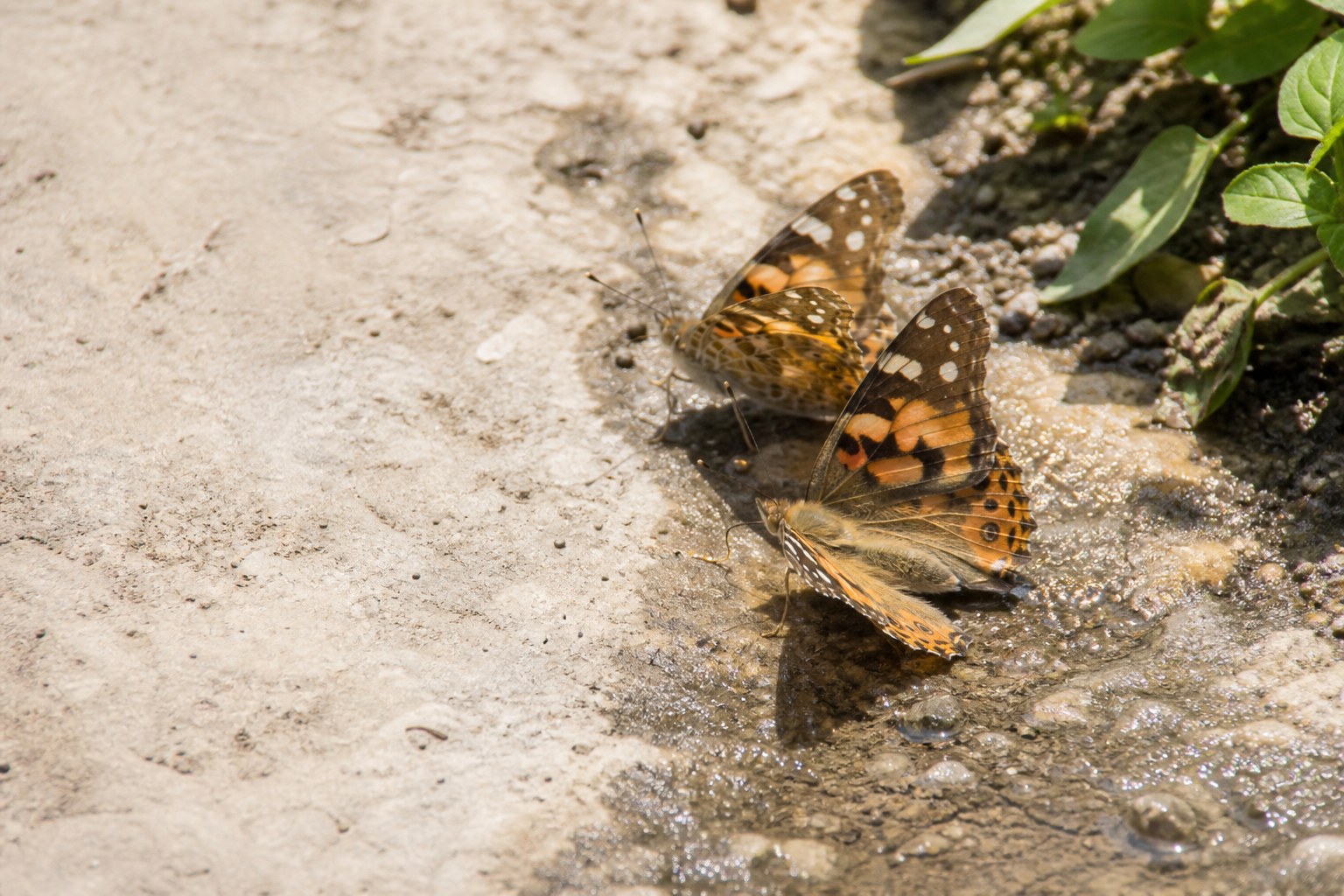 Two orange and brown butterflies feeding on wet grit at the damp edge of a sunlit stone path, wings partly open, with green leaves at the top right