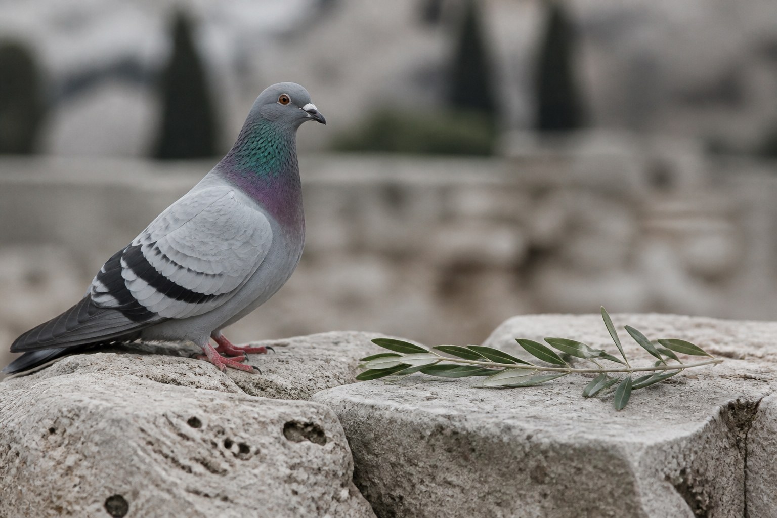 A grey rock pigeon with an iridescent neck perched on a weathered limestone ledge, a small olive sprig lying on the stone beside it