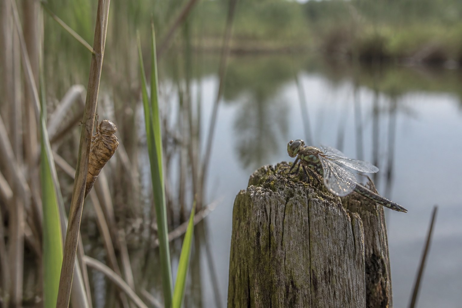 A dragonfly resting on a weathered wooden post at the edge of a pond, with the empty amber husk of its nymph skin still gripping a reed stem in the foreground