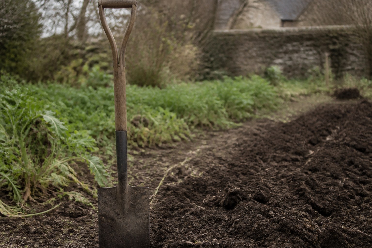 A garden spade standing upright in turned soil