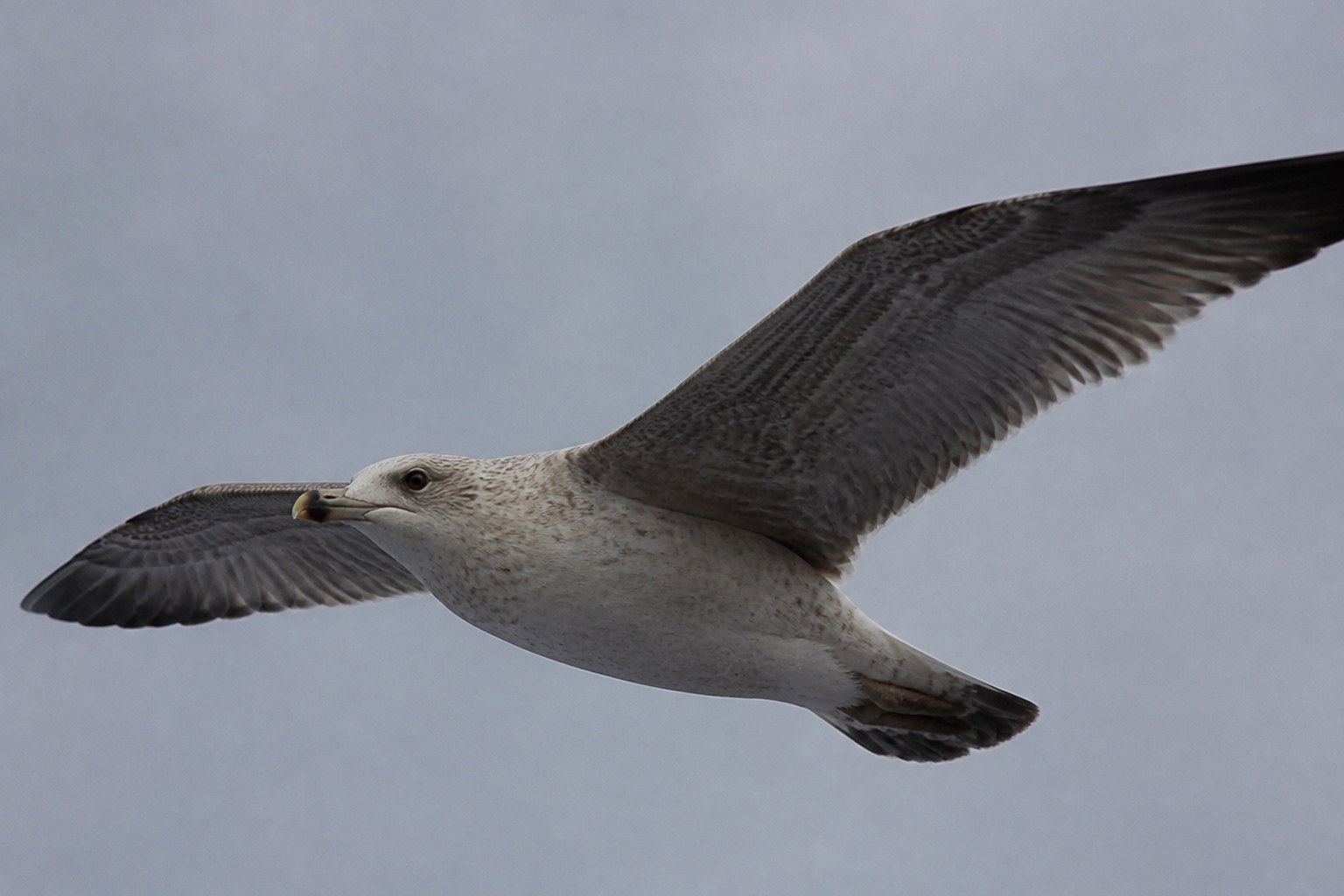 A single gull in level glide against flat grey sky with one wing fully extended