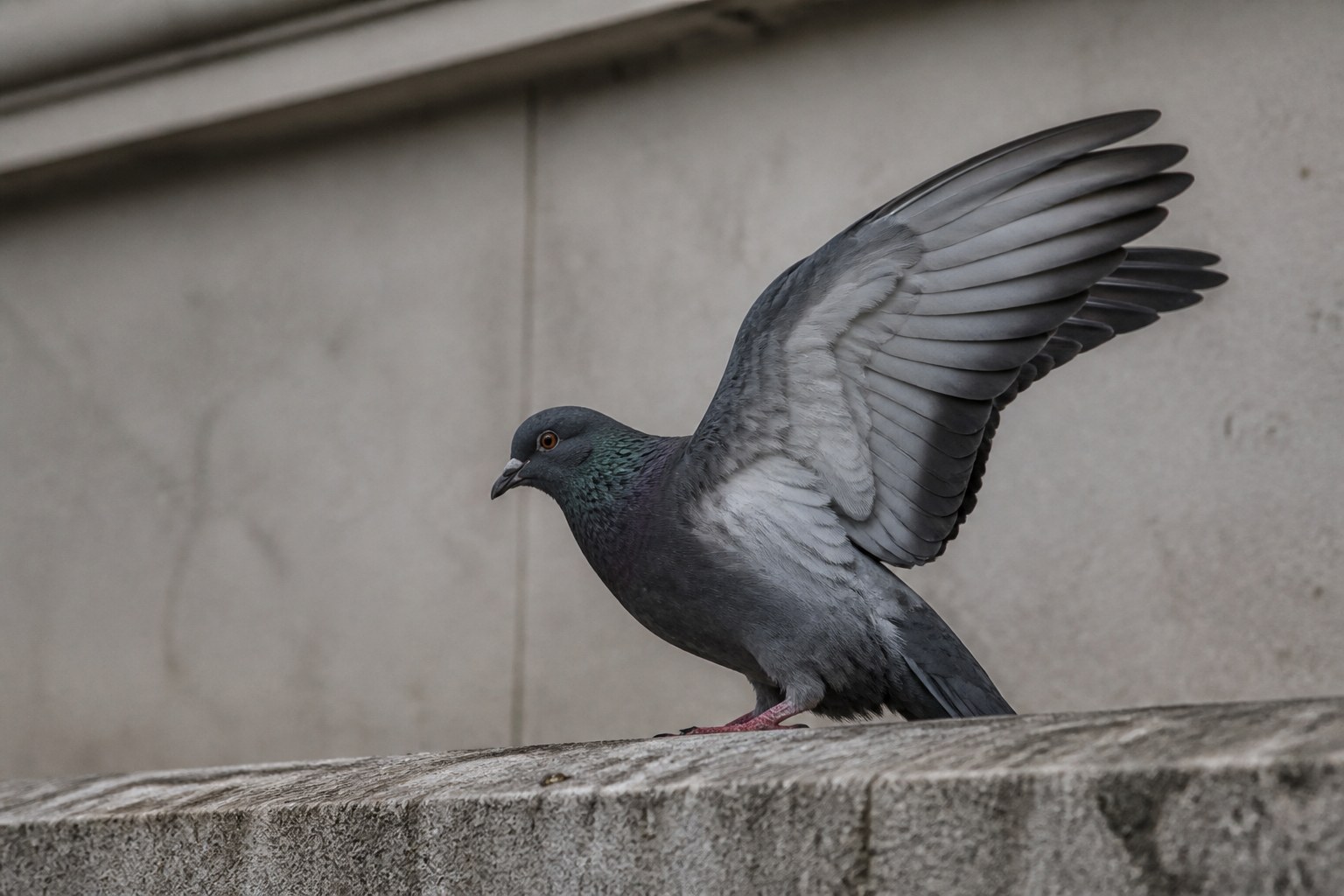 A city pigeon on a stone ledge with one wing raised and fully spread, individual flight feathers visible against a plain wall