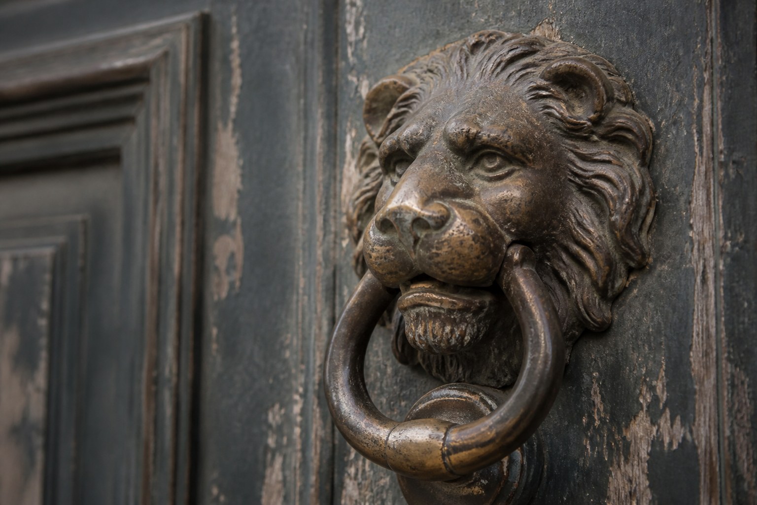 A worn bronze lion head door knocker on an old weathered door