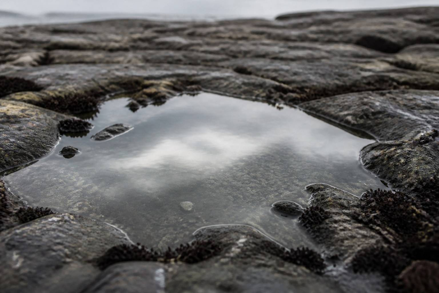 A still clear tidal pool held in flat barnacled rock, reflecting an overcast sky