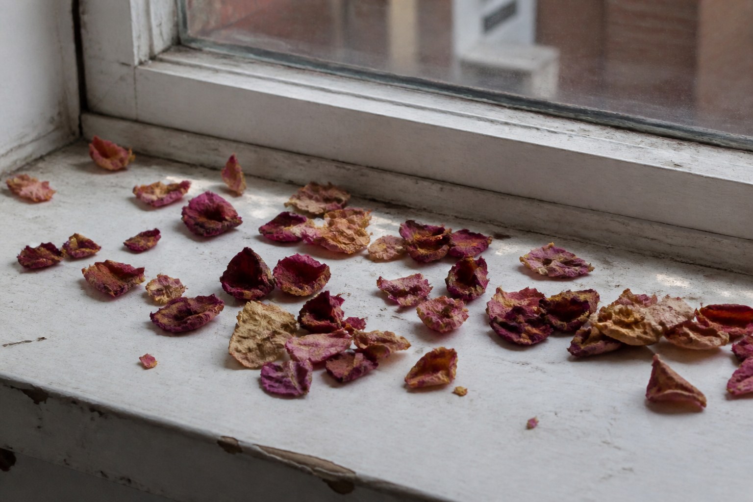 Dried rose petals scattered across a painted windowsill