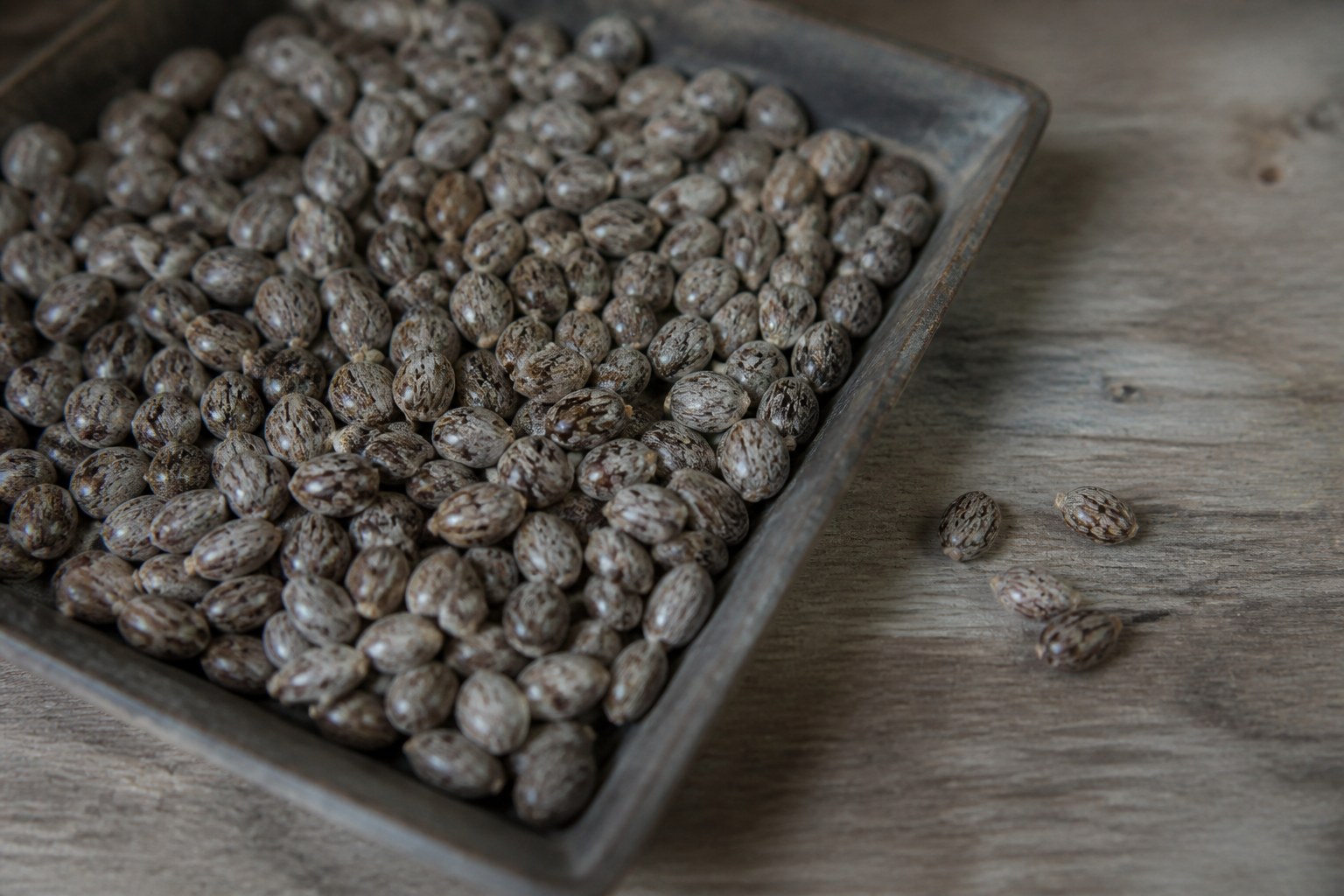 A shallow tray of very similar looking seeds with a few separated out to one side