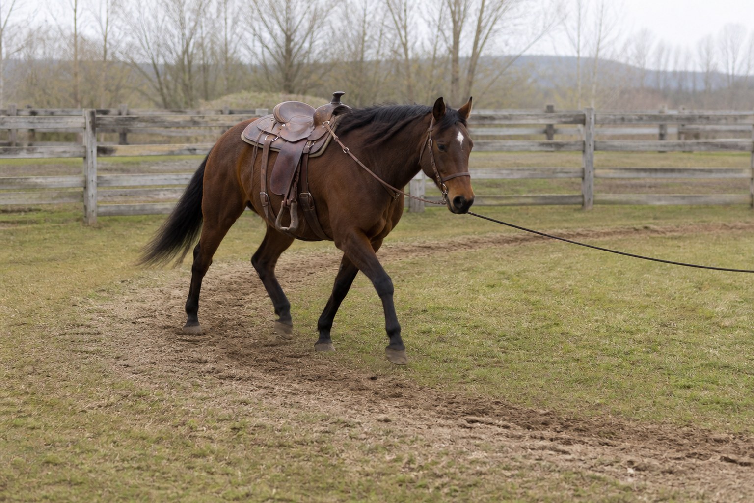 A horse on a long lunge line in a paddock, a worn circular track pressed into the grass