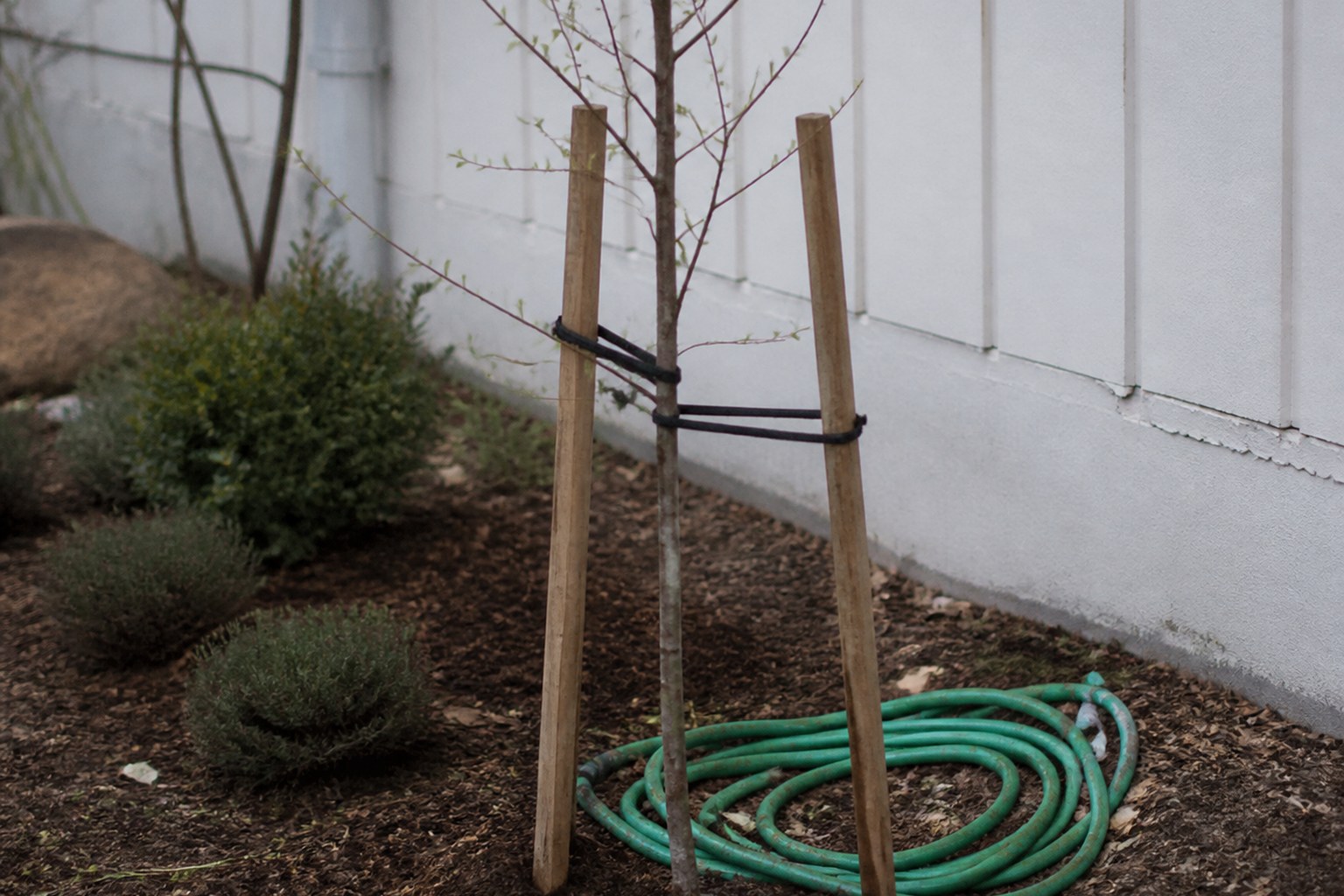 A newly planted young tree staked and tied in a garden bed with a hose coiled at its base