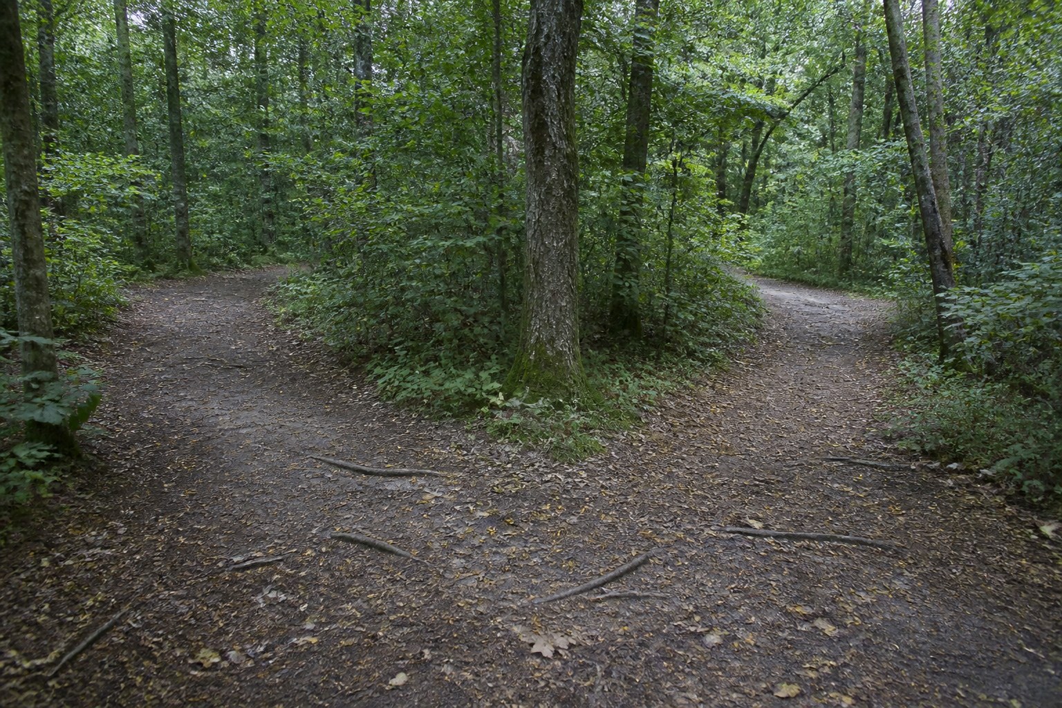 A woodland path dividing into two tracks of equal width