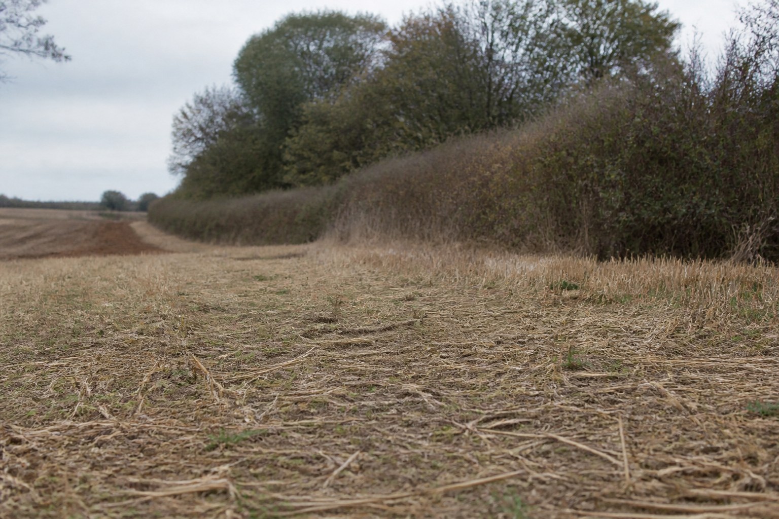 A fallow field left unploughed beside a run of worked strips