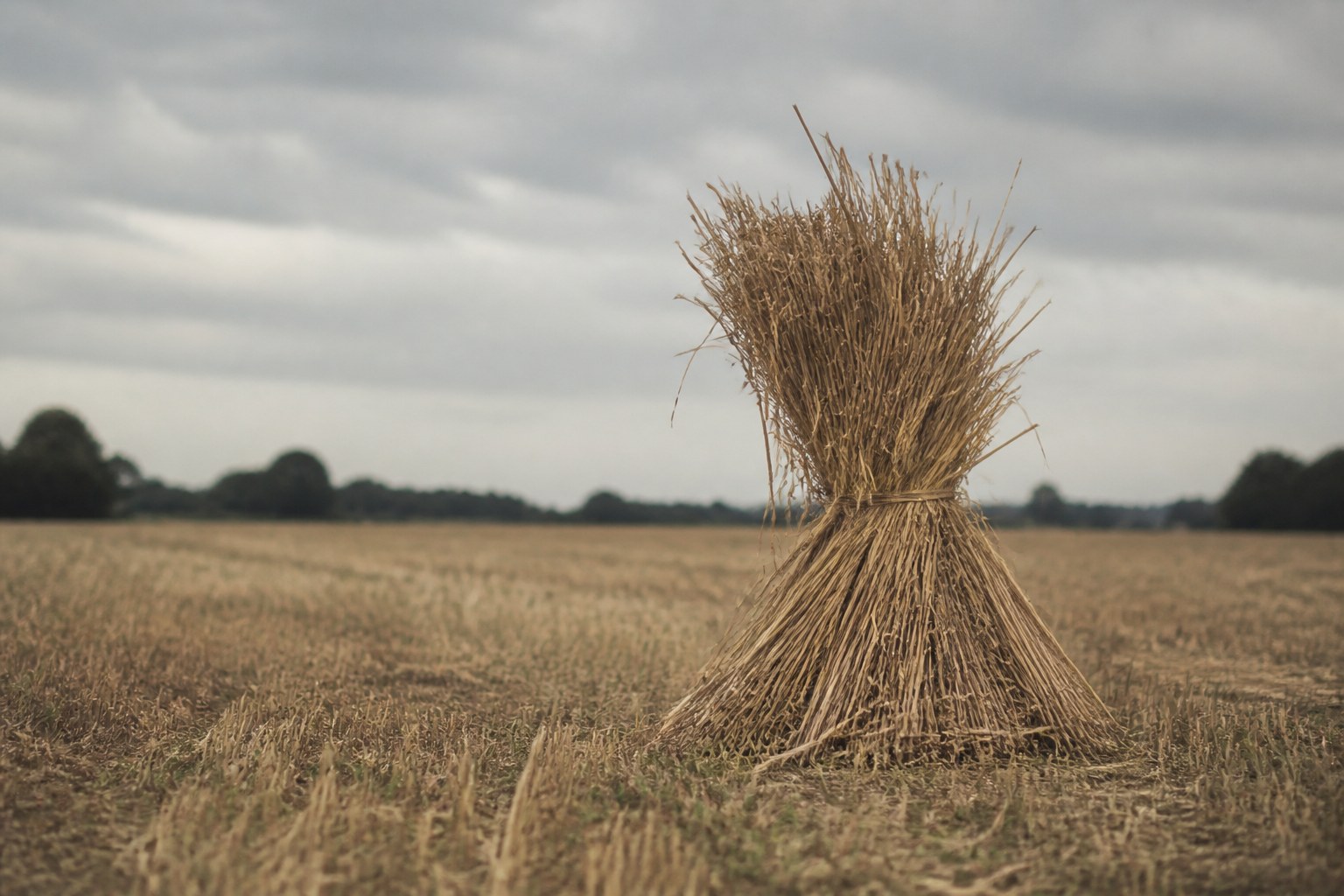 A last sheaf standing alone in a cut field at the end of harvest