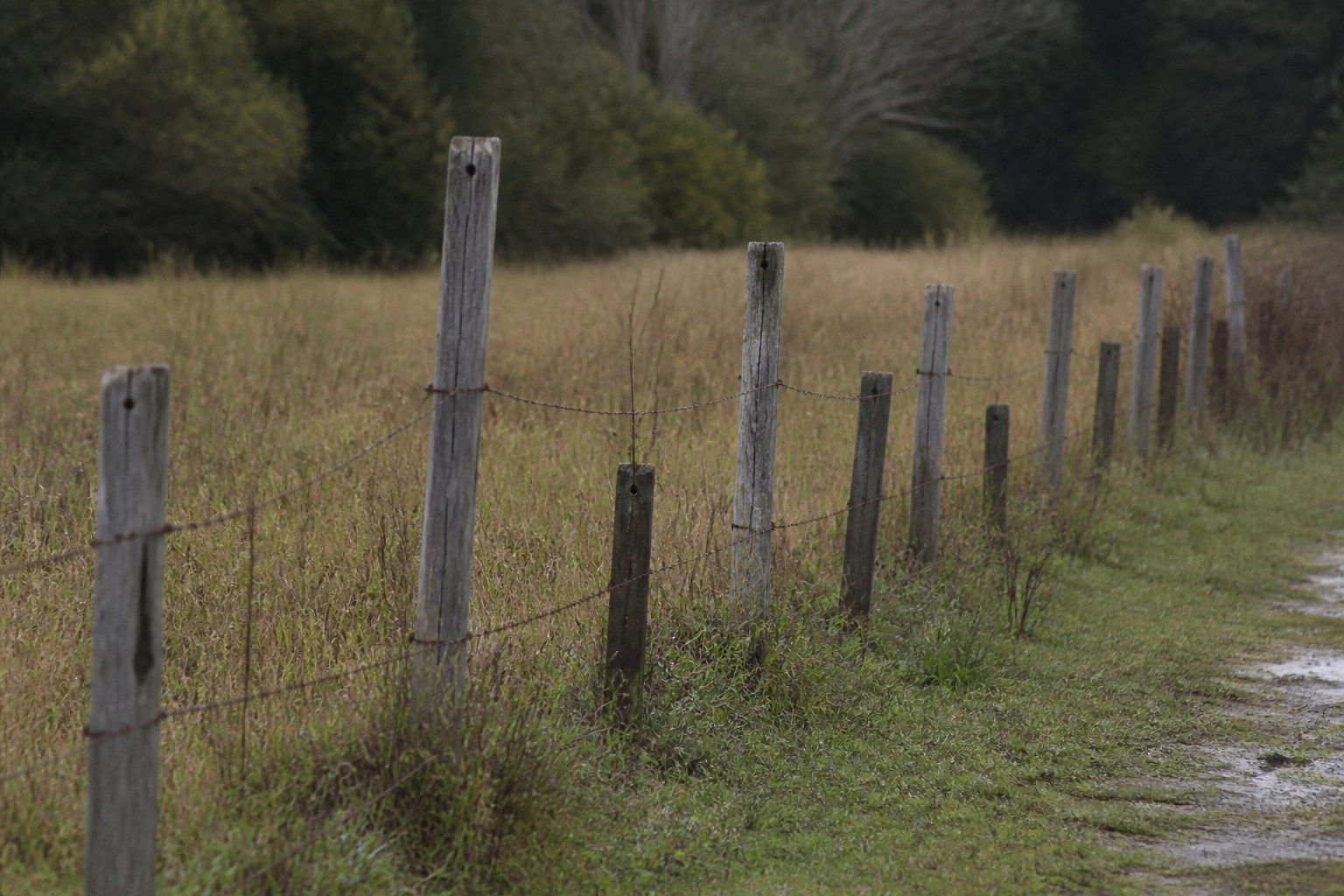 A line of fence posts alternating tall and short along a boundary