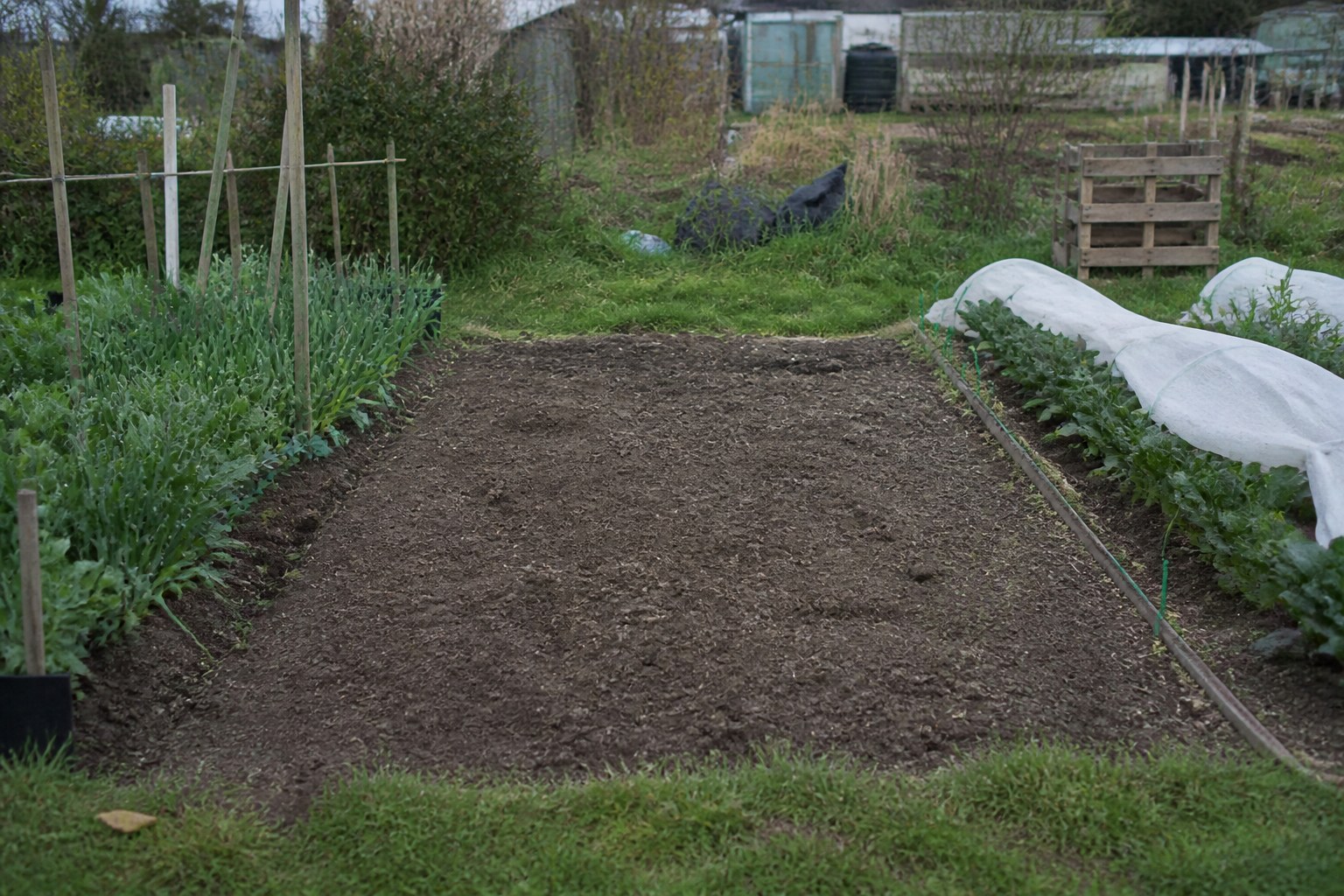 A cleared allotment plot of bare soil between two cultivated plots
