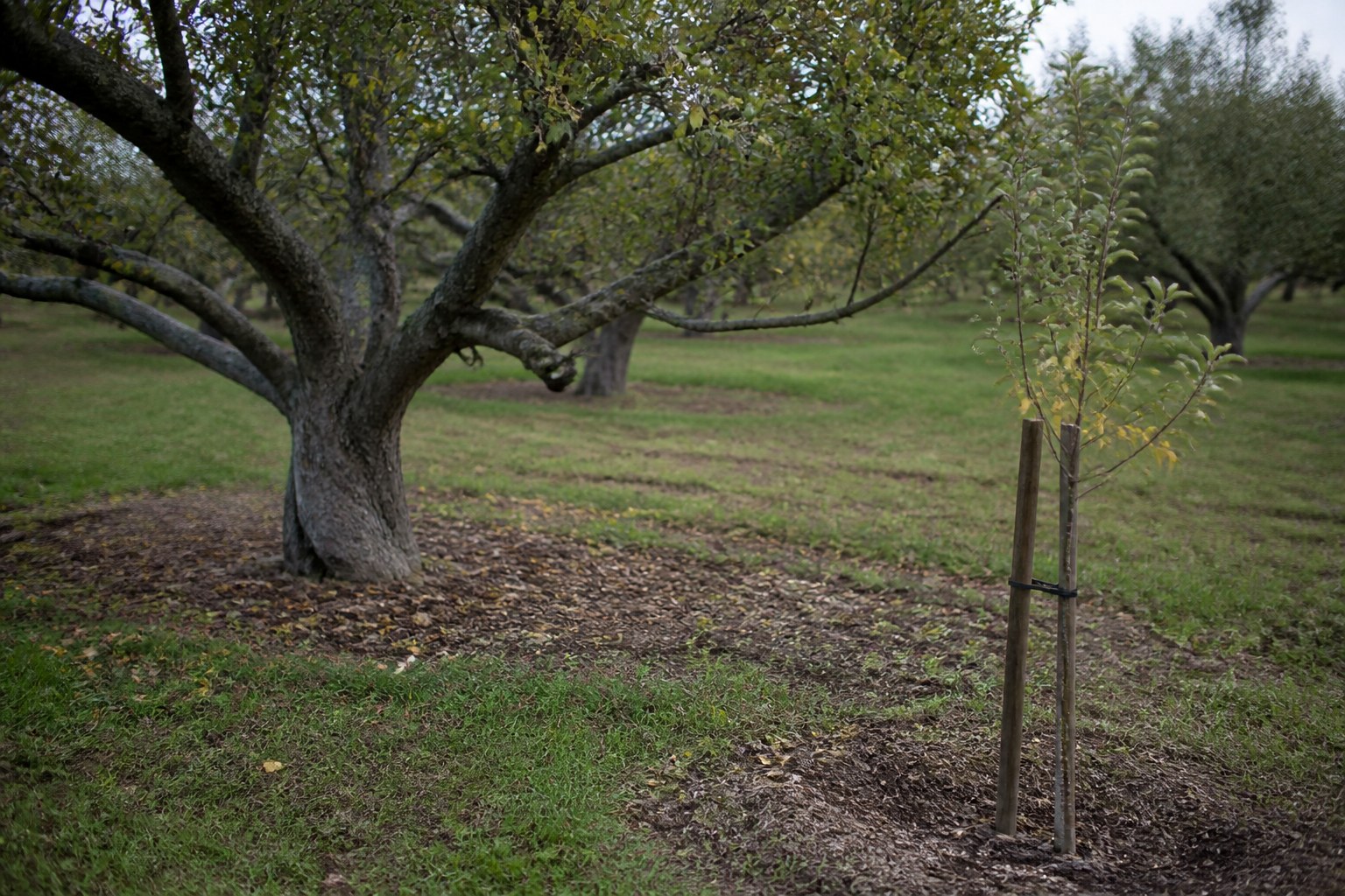 A mature orchard tree with a young staked sapling planted nearby