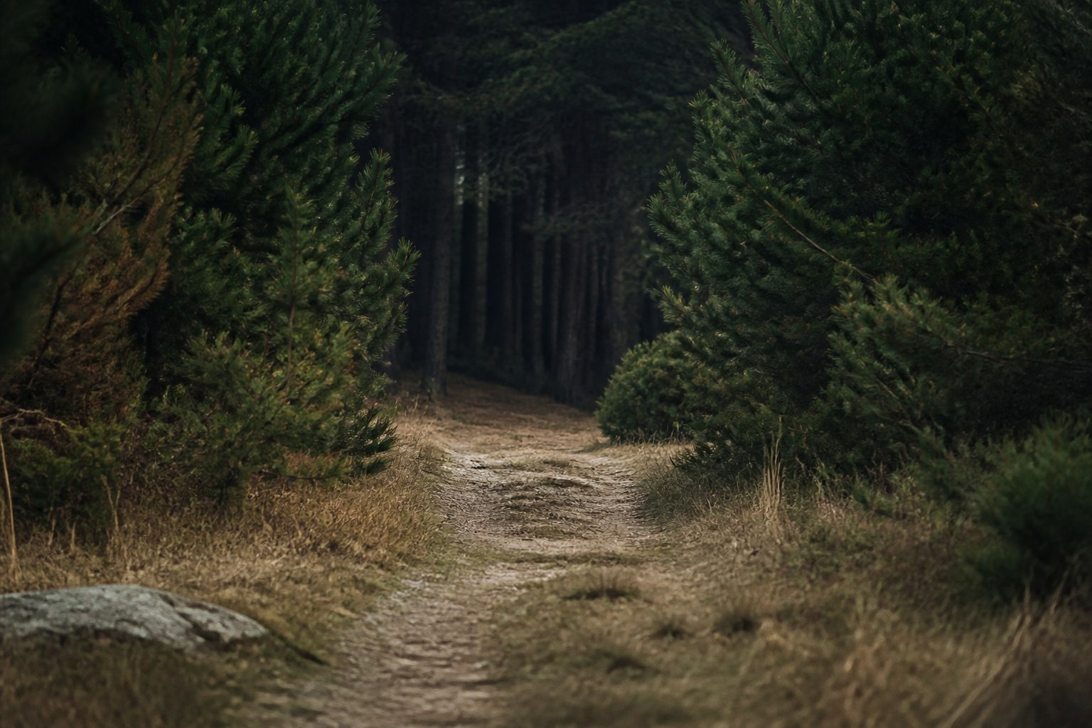 A path disappearing into a stand of dark pines with no one on it