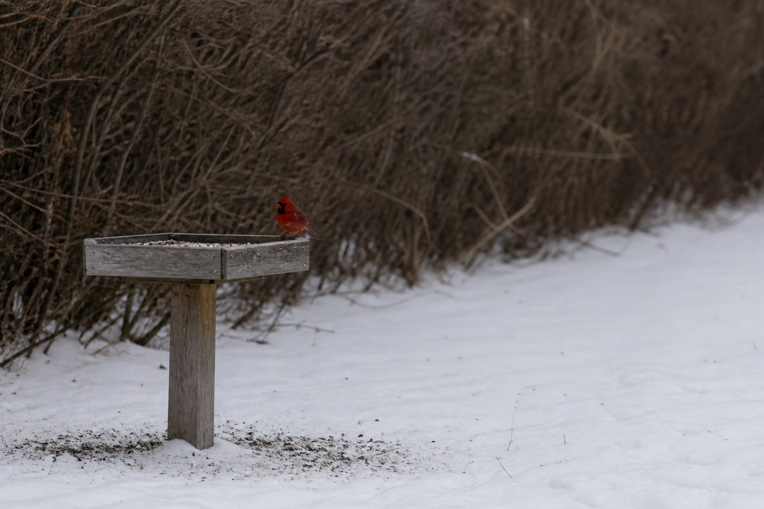 A wooden platform feeder holding scattered seed at the edge of a snowy yard, with a male cardinal on its far rim and a bare hedge behind