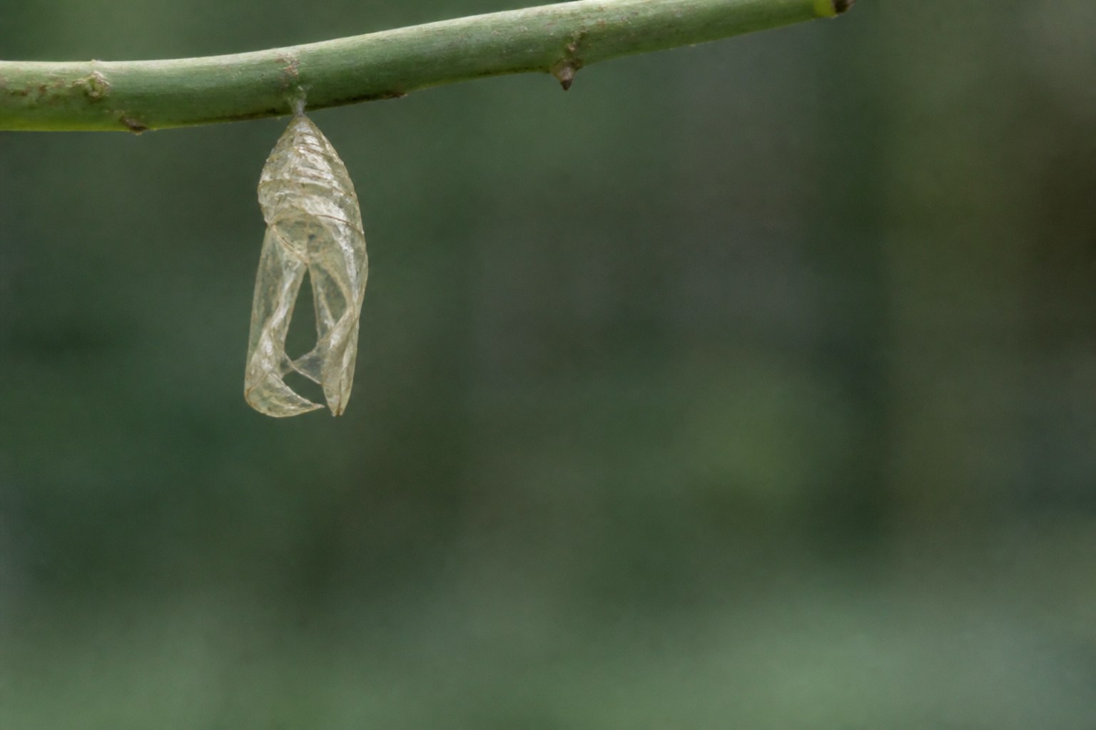 An empty split chrysalis casing hanging from a green stem, translucent against a blurred green background