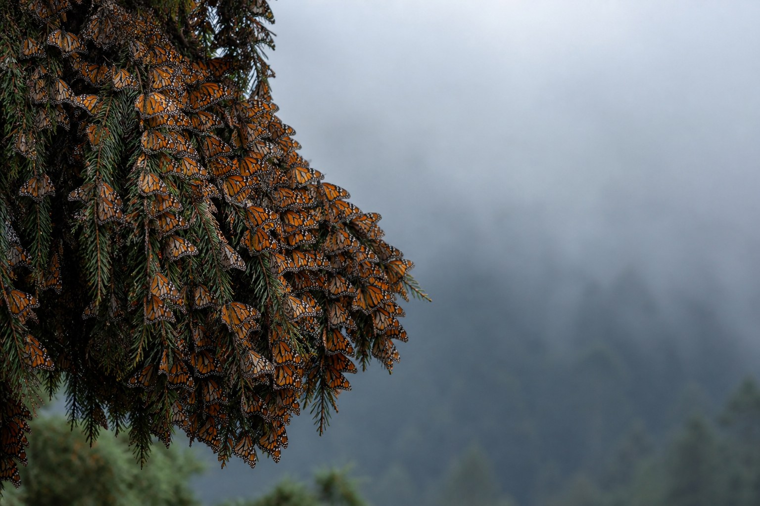 A dense cluster of monarch butterflies covering conifer boughs, with a misty forested slope behind them