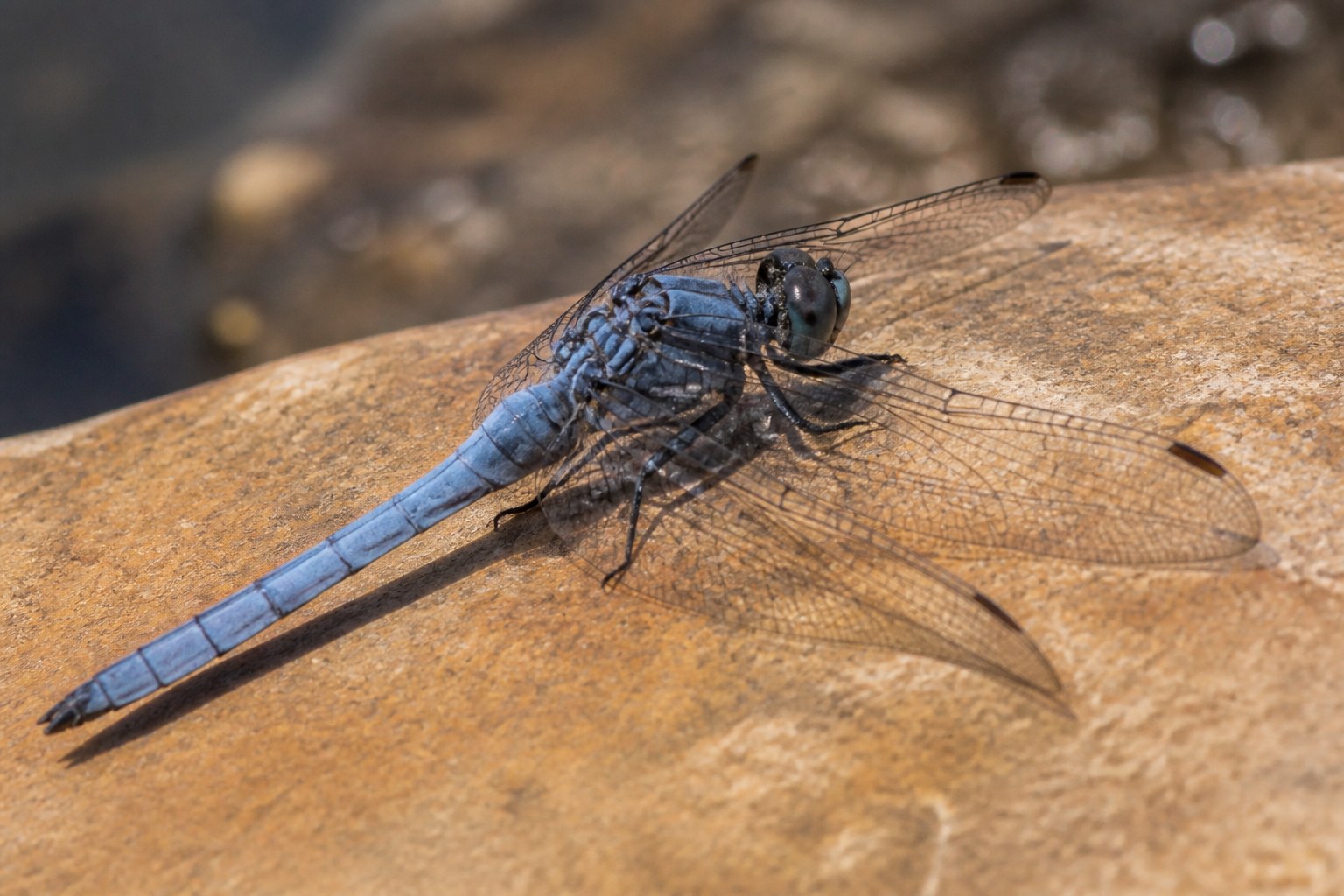 A dragonfly with a powdery pale blue abdomen resting on a warm sandstone slab, the waxy bloom visible along its body
