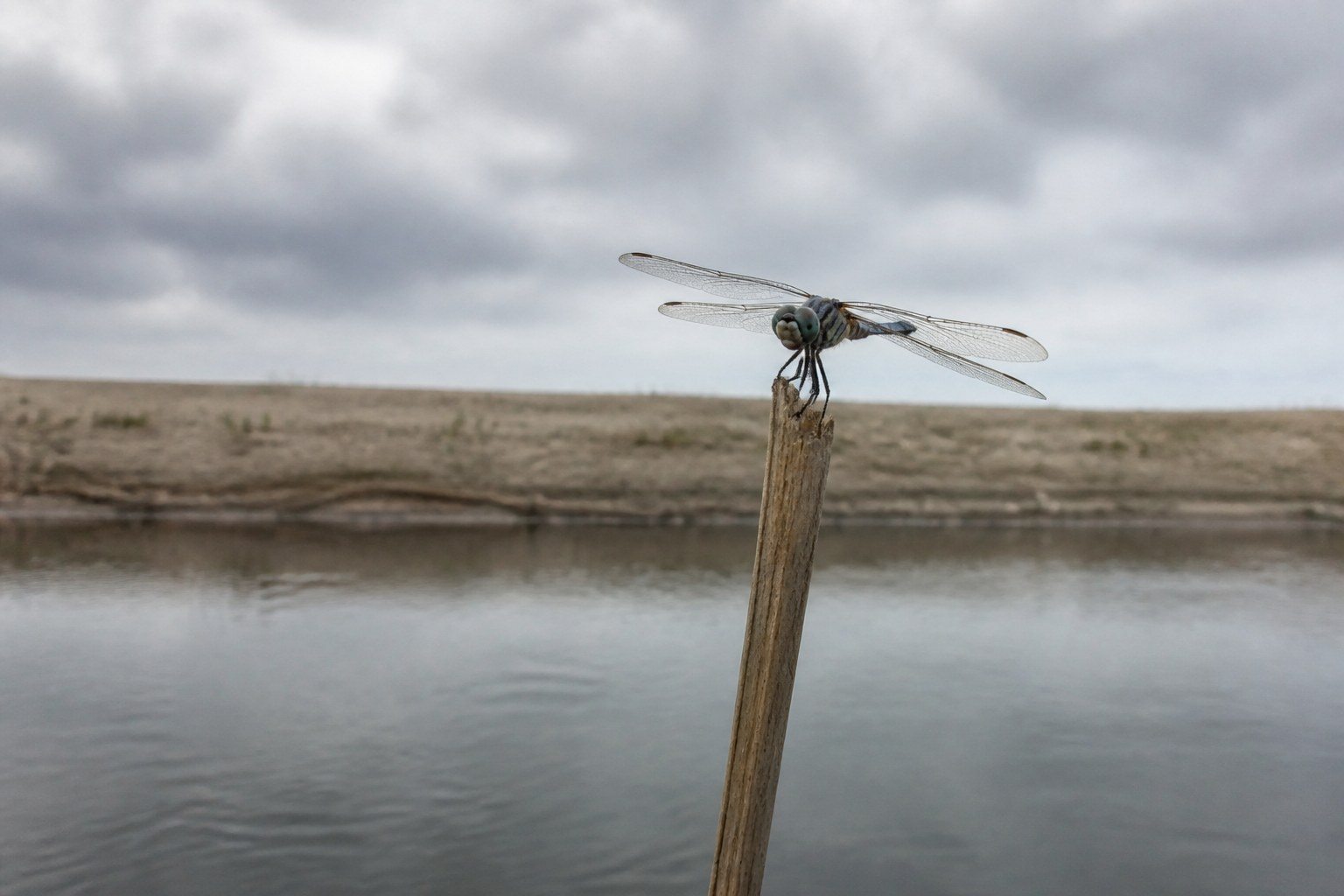 A single dragonfly perched on the tip of a bare reed stem above still water, wings held flat, with a low empty bank behind under an overcast sky