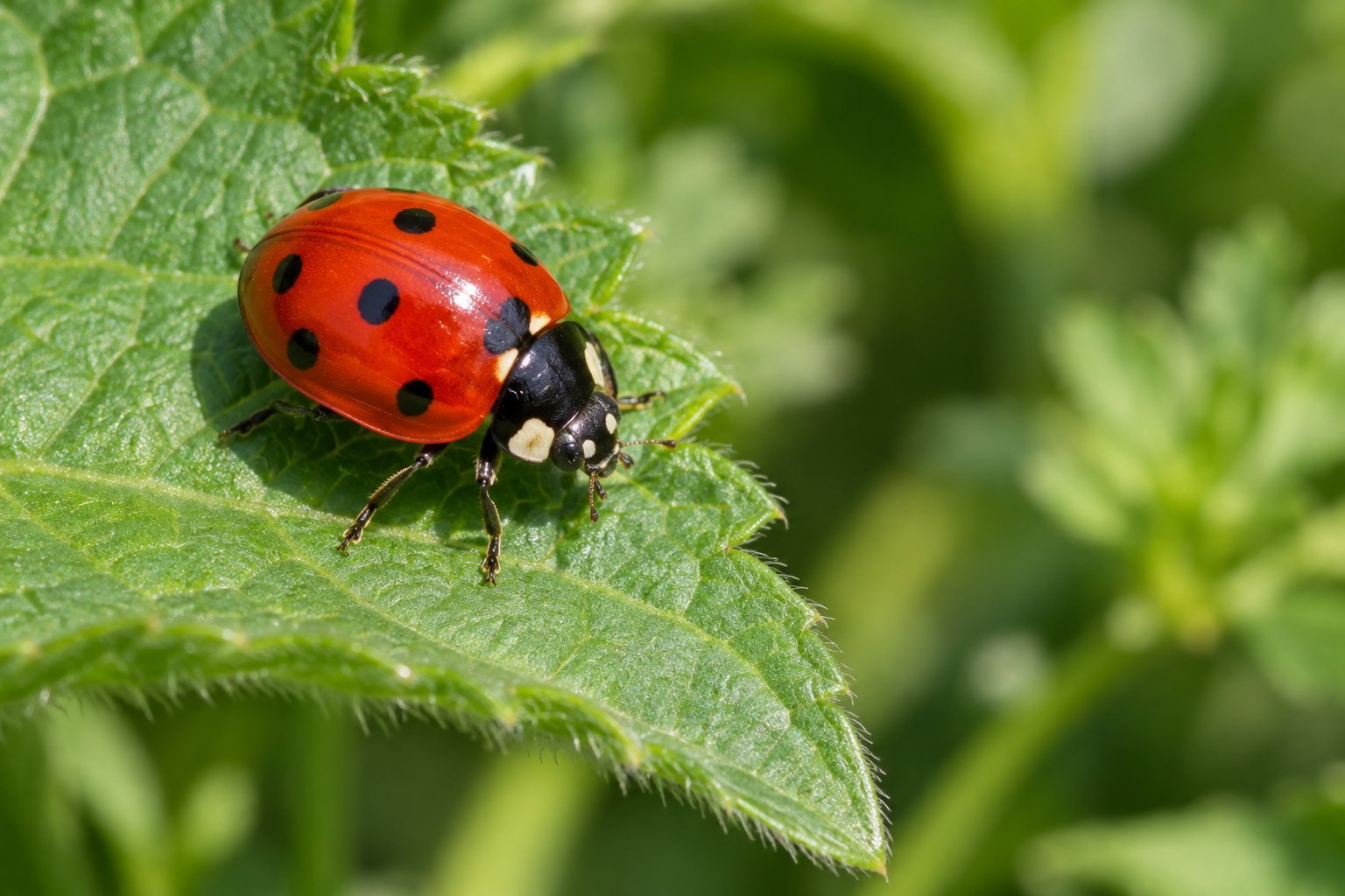 A red seven-spot ladybird on the leaf of a garden plant photographed close up in bright daylight
