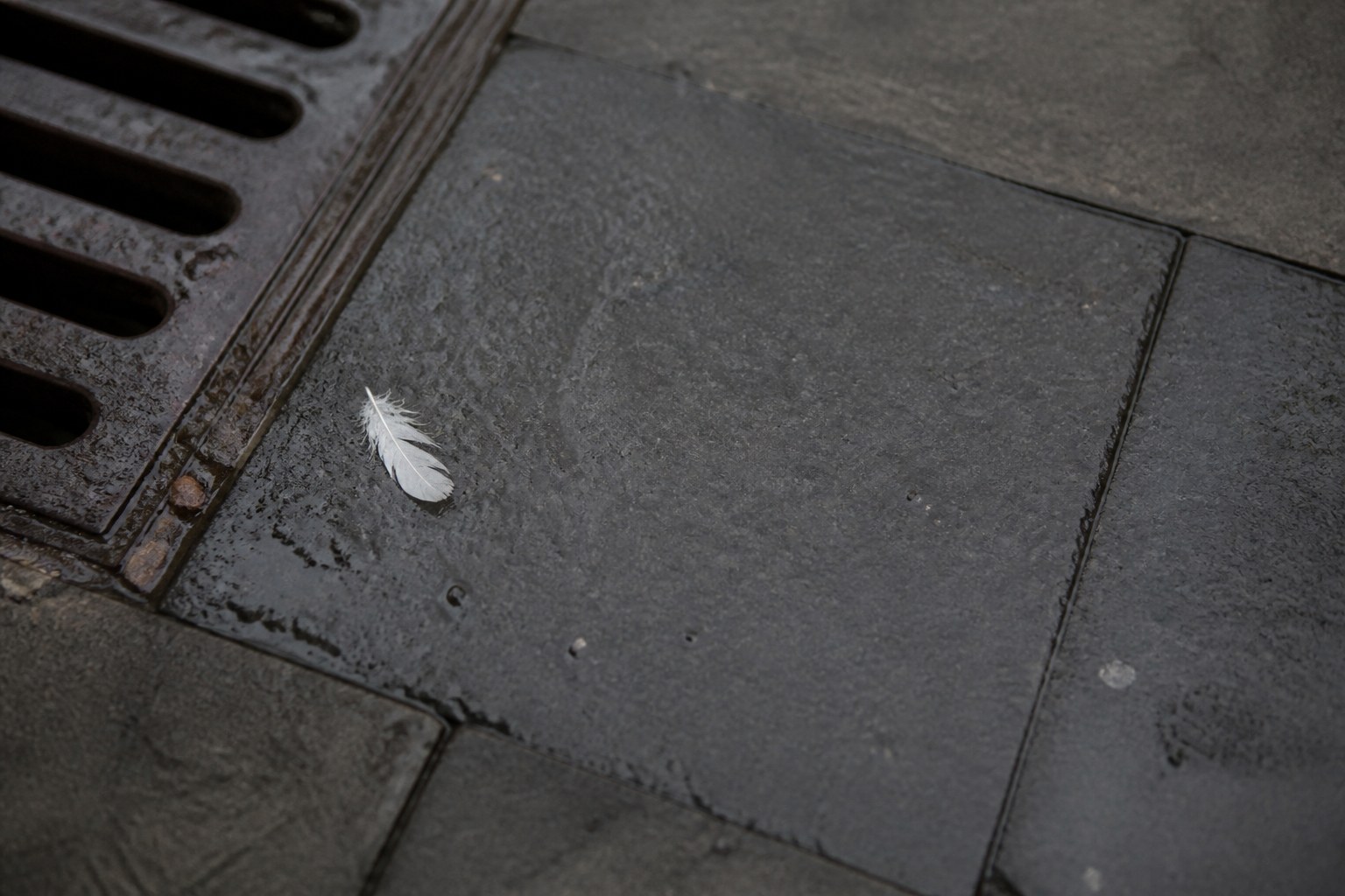 A small white down feather lying on wet dark paving beside a cast iron drain grate
