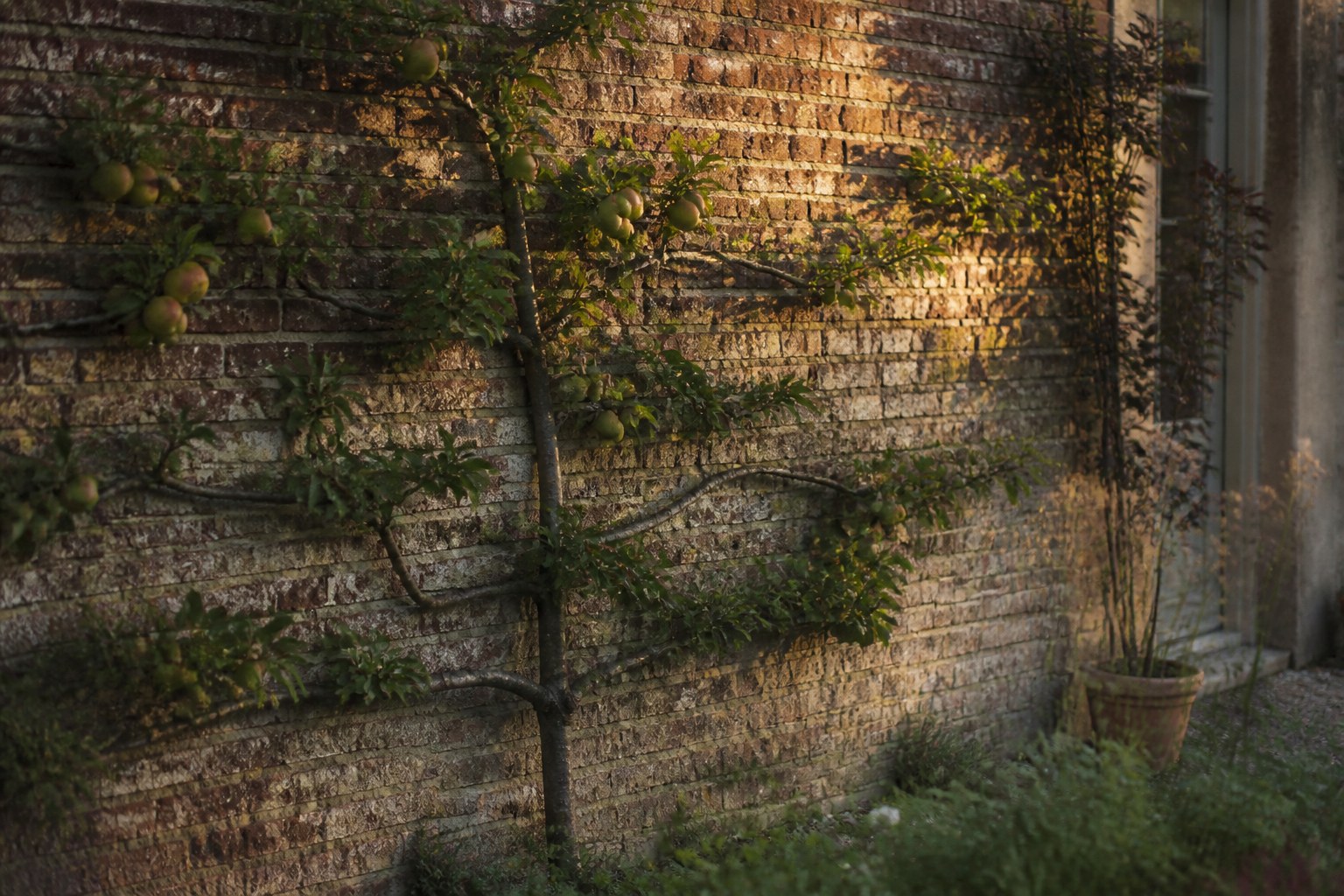 An old brick garden wall in late gold light with a fruit tree trained flat against it, fruit still on the branches