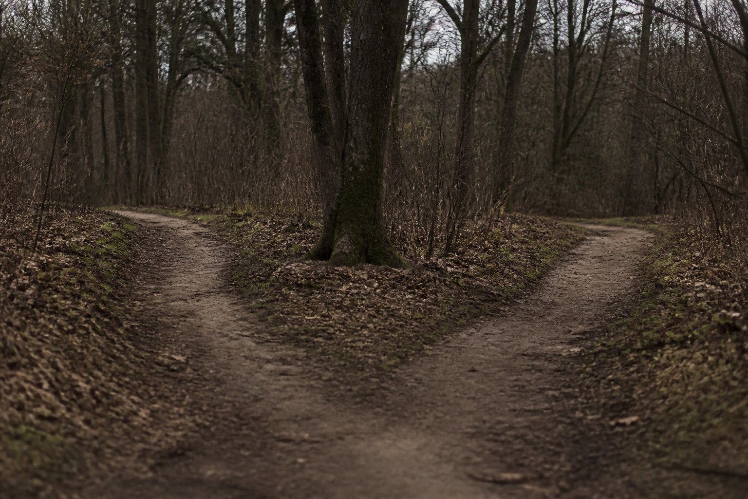 A woodland path dividing in two around a tree in flat overcast light, with no signpost