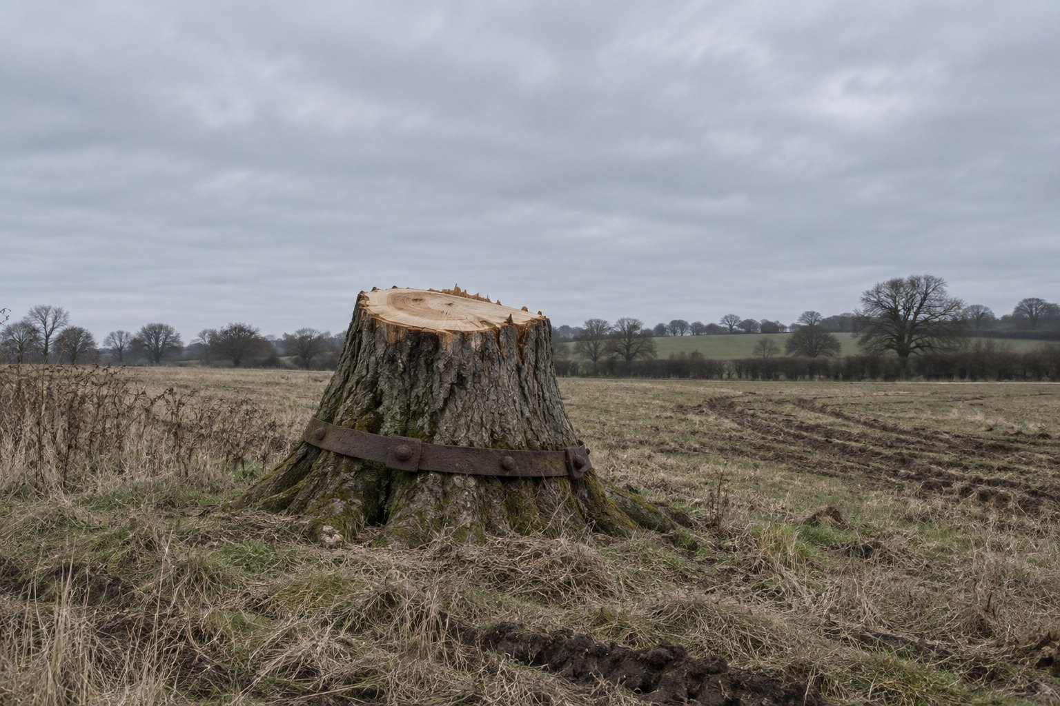 A felled tree stump with a fresh clean cut in a bare field, an iron band fixed around its base, under a wide overcast sky