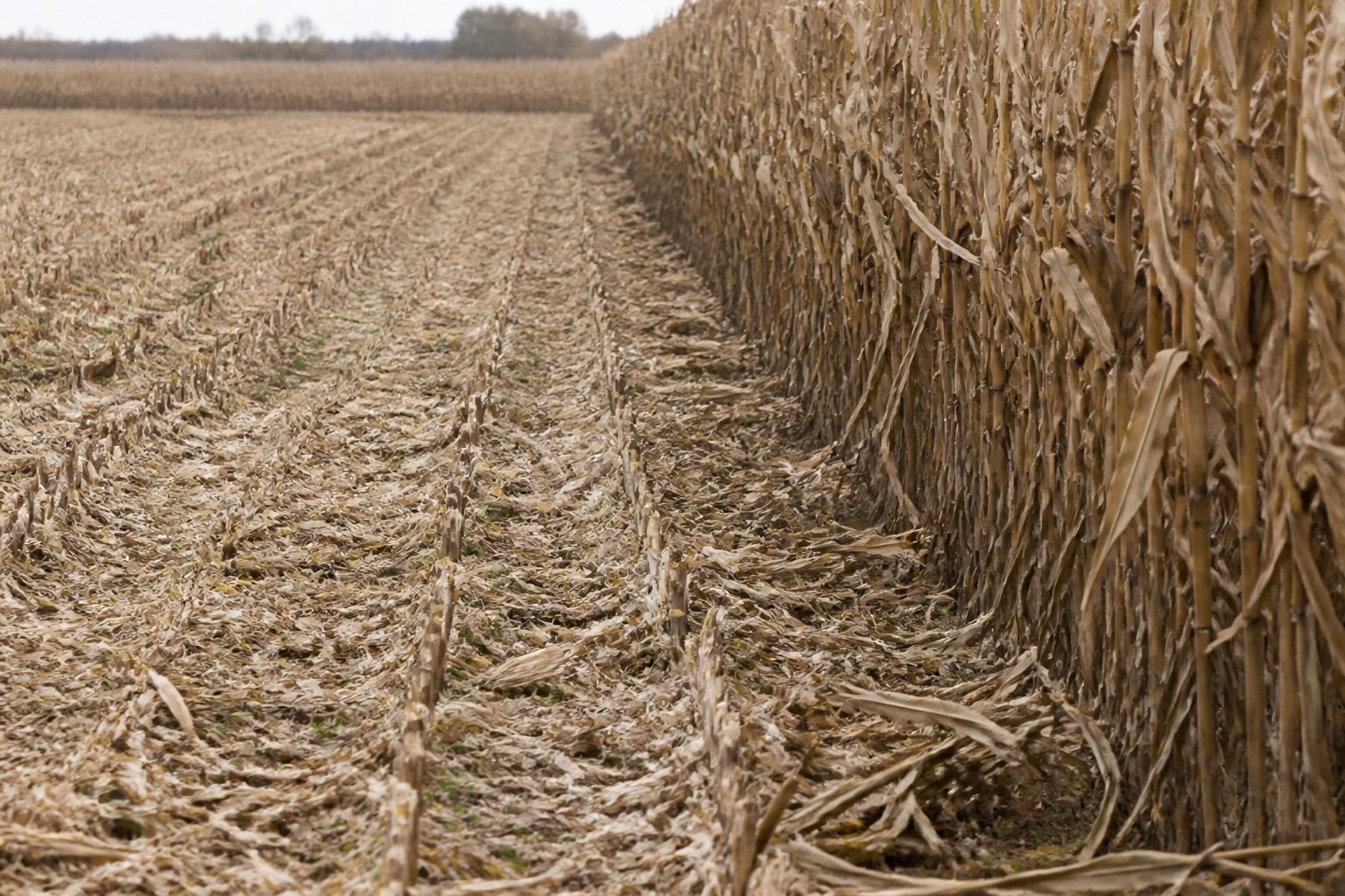 A cut stubble field with a strip of uncut stalks left along the margin