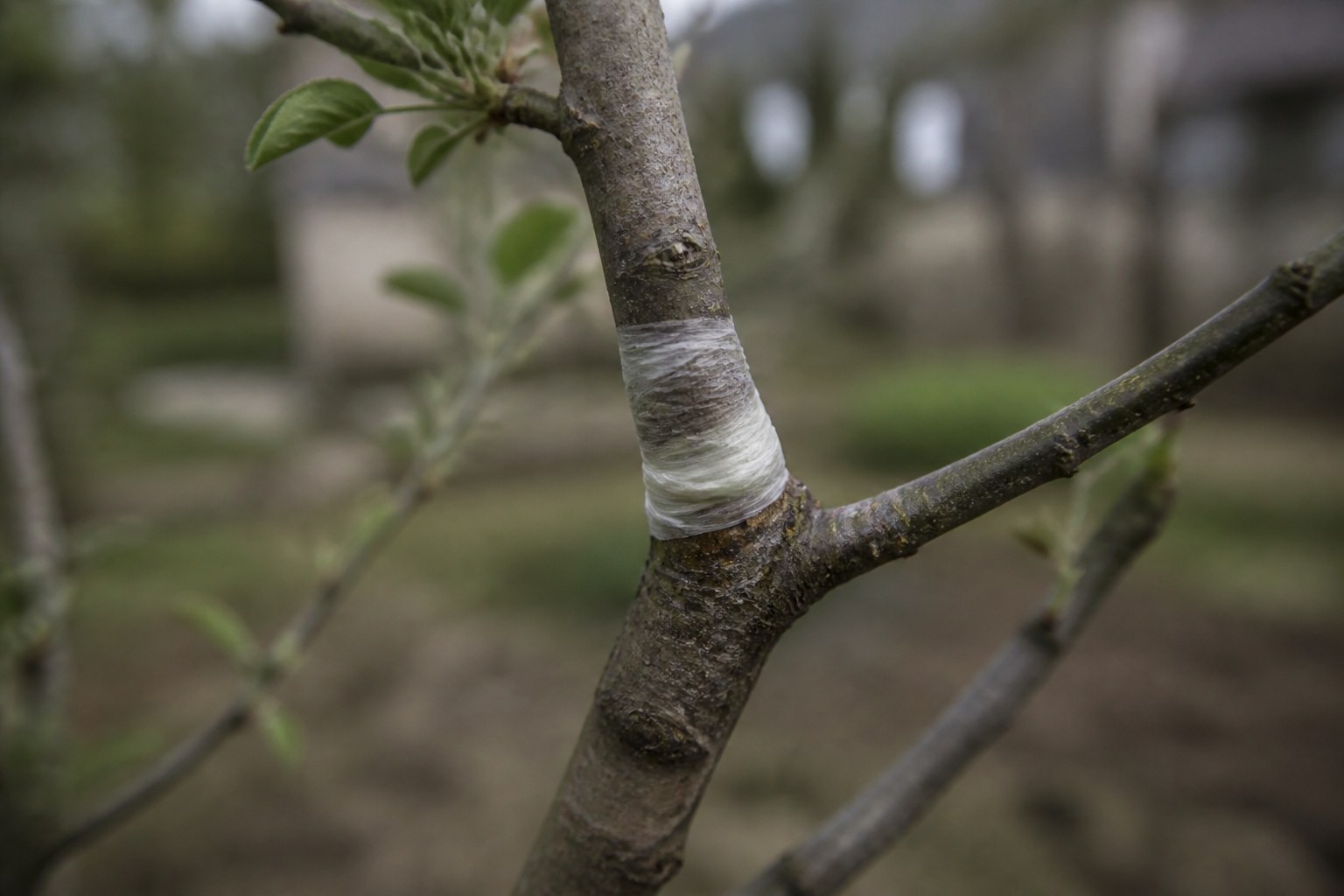A grafted fruit tree branch bound with tape at the union