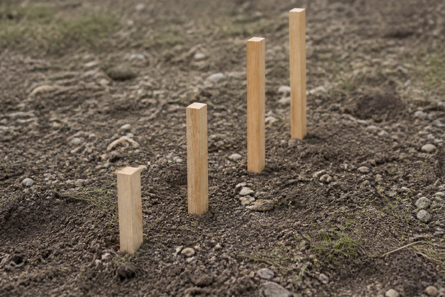 Four wooden survey pegs of increasing height driven into open ground in a line