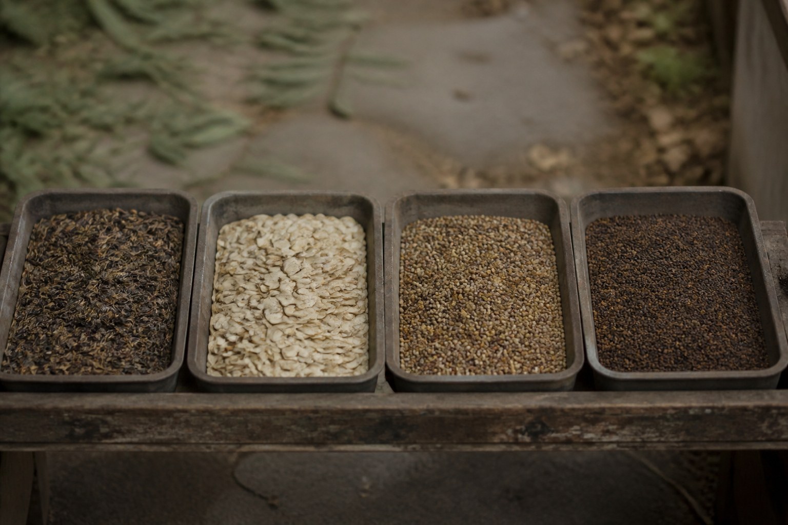 Four shallow trays on a bench, each holding a different kind of seed