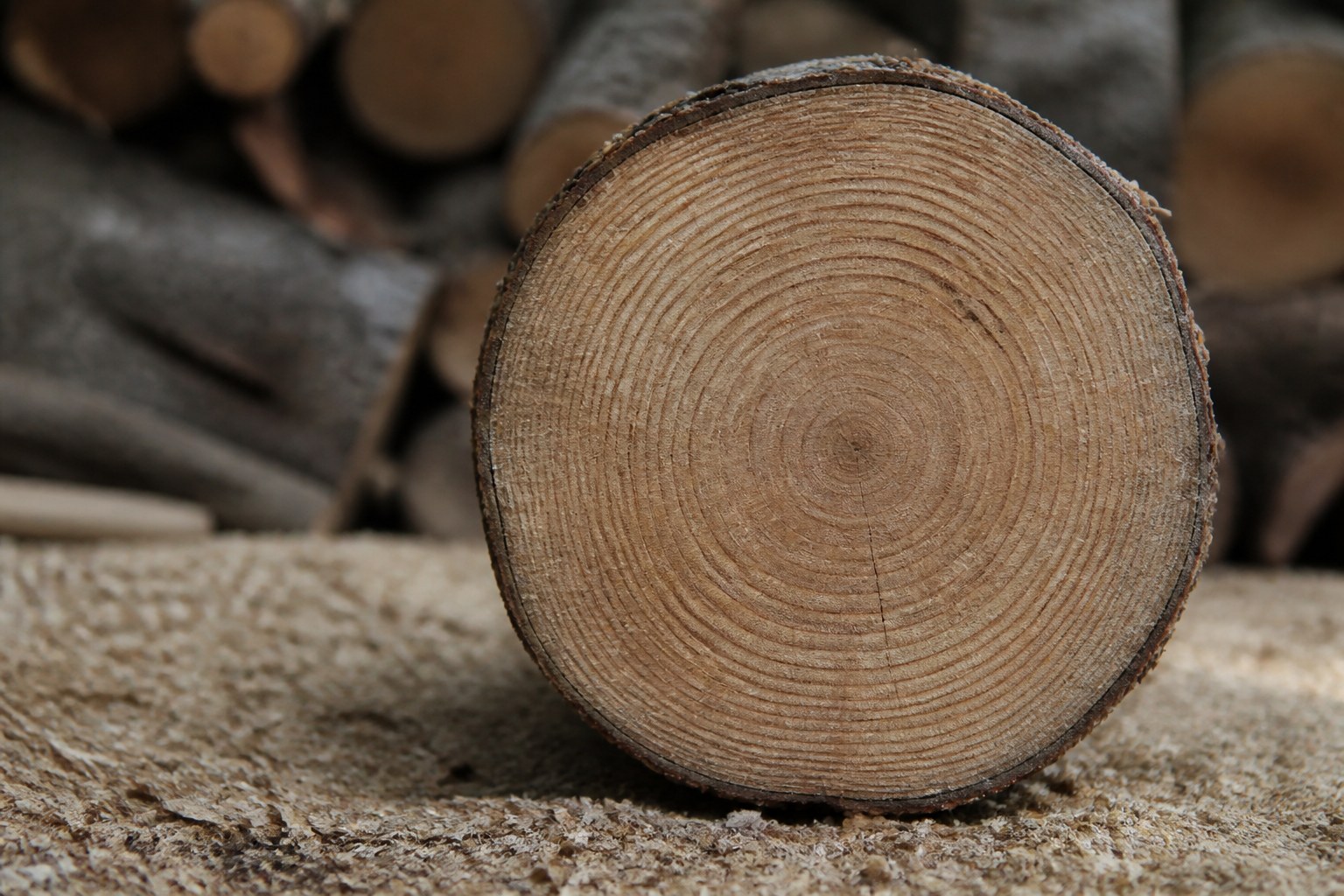 A cut cross section of a tree trunk showing its growth rings, resting on sawdust